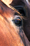 Ein Auge zu fotografieren ist immer eine Herausforderung, hier noch gesteigert durch die gleichzeitige Aufnahme der Augen von zwei Pferden.