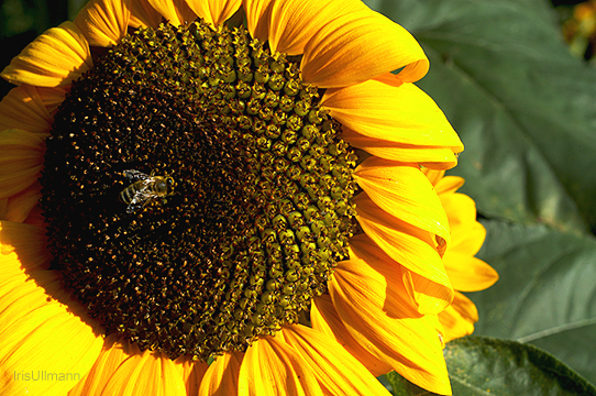 Sunflower Visited